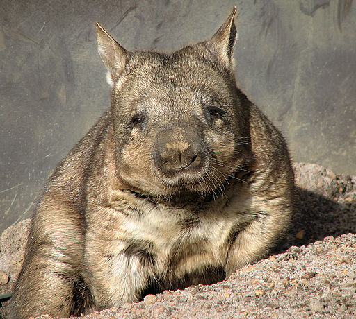 A wombat is sitting down and looks apologetically out towards you.